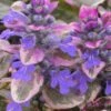 Burgundy Glow Ajuga - Bugleweed - 10 Count Flat Of 4" Pint Pots -Flowers World Shop Ajuga Burgundy Glow 100