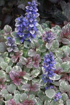 Burgundy Glow Ajuga - Bugleweed - 5-Pack Of 4" Pint Pots 10 Burgundy Glow Ajuga - Bugleweed - 5-Pack Of 4" Pint Pots -Flowers World Shop Ajuga Burgundy Glow 500x750 2