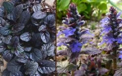 Mahogany Ajuga (Bugleweed) - 5 Pack Of Quart Pots -Flowers World Shop Ajuga Mahogany Combo
