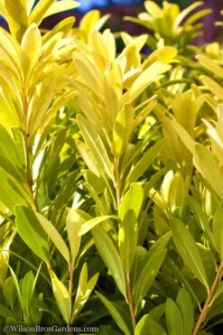 Florida Sunshine Anise - 3 Gallon Pot -Flowers World Shop Anise Flroida Sunshine JW 1