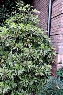 Pink Frost Florida Anise - Illicium Floridanum - 1 Gallon Pot -Flowers World Shop Anise Pink Frost 12