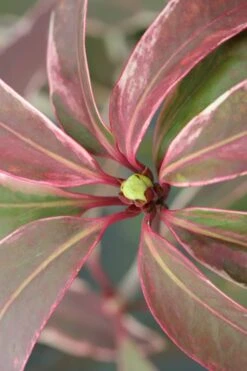 Pink Frost Florida Anise - Illicium Floridanum - 1 Gallon Pot -Flowers World Shop Anise Pink Frost 14