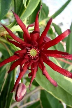 Pink Frost Florida Anise - Illicium Floridanum - 1 Gallon Pot -Flowers World Shop Anise Pink Frost 15