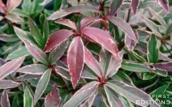 Pink Frost Florida Anise - Illicium Floridanum - 3 Gallon Pot -Flowers World Shop Anise Pink Frost 16 1