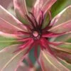 Pink Frost Florida Anise - Illicium Floridanum - 3 Gallon Pot -Flowers World Shop Anise Pink Frost 19 1