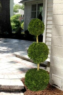 Emerald Green Arborvitae Poodle Tier Topiary (3 Ball) - 5 Gallon Pot -Flowers World Shop Arborvitae Emerald Green 3 Ball Poodle Tier 2