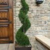 Emerald Green Arborvitae Spiral Topiary - 7 Gallon Pot 2 Emerald Green Arborvitae Spiral Topiary - 7 Gallon Pot -Flowers World Shop Arborvitae Emerald Green Spiral 6 1
