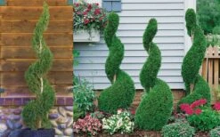 Emerald Green Arborvitae Spiral Topiary - 5 Gallon Pot (3-4') -Flowers World Shop Arborvitae Emerald Green Spiral 800x500 1