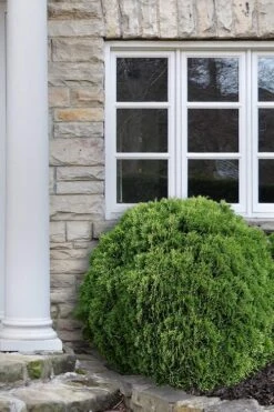 Planet Earth Arborvitae - 3 Gallon Pot -Flowers World Shop Arborvitae Woodwardii Globe 12