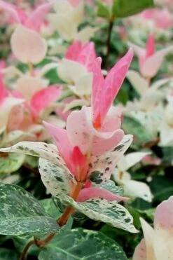 Snow N Summer Asiatic Jasmine - 6 Pack Of 1 Gallon Pots -Flowers World Shop Asian Jasmine Snow N Summer 16 1