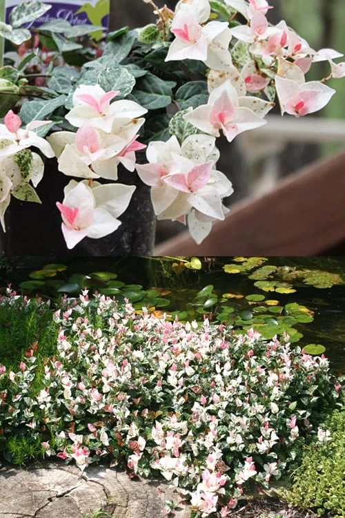 Snow N Summer Asiatic Jasmine - 1 Gallon Pot 7 Snow N Summer Asiatic Jasmine - 1 Gallon Pot - Image 5