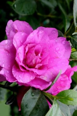 Amelia Rose Azalea - 1 Gallon Pot -Flowers World Shop Azalea Amelia Rose 3