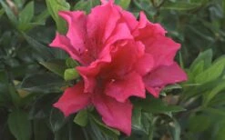 Brilliant Southern Indica Azalea - 1 Gallon Pot 10 Brilliant Southern Indica Azalea - 1 Gallon Pot -Flowers World Shop Azalea Brilliant 1
