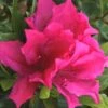 Brilliant Southern Indica Azalea - 1 Gallon Pot -Flowers World Shop Azalea Brilliant 6
