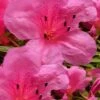 Chinzan Dwarf Azalea - 1 Gallon Pot