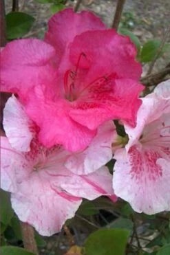 Conversation Piece Azalea - 1 Gallon Pot -Flowers World Shop Azalea Conversation Piece 10