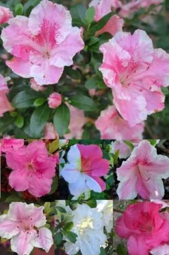 Conversation Piece Azalea - 1 Gallon Pot -Flowers World Shop Azalea Conversation Piece 2 500x750 1