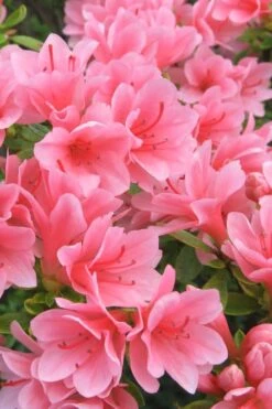 Coral Bells Azalea - 1 Gallon Pot