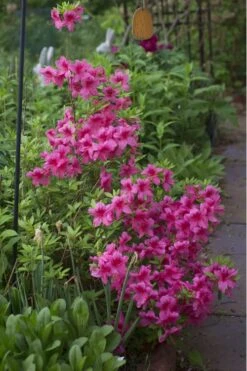 Orchid Showers Deja Bloom Azalea - 1 Gallon Pot -Flowers World Shop Azalea Deja Bloom Orchid Showers 5