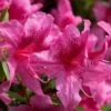 Orchid Showers Deja Bloom Azalea - 1 Gallon Pot -Flowers World Shop Azalea Deja Bloom Orchid Showers 6