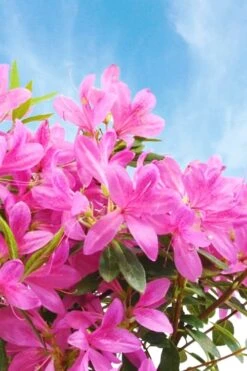 Pink Ribbons Deja Bloom Azalea - 1 Gallon Pot -Flowers World Shop Azalea Deja Bloom Pink Ribbons 4