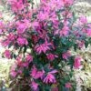 Pink Ribbons Deja Bloom Azalea - 1 Gallon Pot 2 Pink Ribbons Deja Bloom Azalea - 1 Gallon Pot -Flowers World Shop Azalea Deja Bloom Pink Ribbons 7