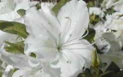 Delaware Valley White Azalea - 6 Pack Of 1 Gallon Pots -Flowers World Shop Azalea Delaware Valley White 2 1