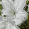 Delaware Valley White Azalea - 1 Gallon Pot 2 Delaware Valley White Azalea - 1 Gallon Pot -Flowers World Shop Azalea Delaware Valley White 500x750 1