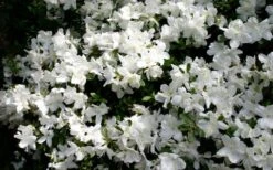 Delaware Valley White Azalea - 6 Pack Of 1 Gallon Pots -Flowers World Shop Azalea Deleware Valley White Bloom 1