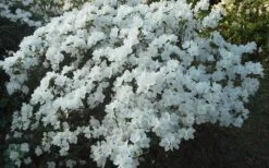 Delaware Valley White Azalea - 1 Gallon Pot -Flowers World Shop Azalea Deleware Valley White Landscape