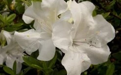 Autumn Angel Encore Azalea - 1 Gallon Pot 9 Autumn Angel Encore Azalea - 1 Gallon Pot -Flowers World Shop Azalea Encore Autumn Angel 2