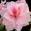 Autumn Belle Encore Azalea - 1 Gallon Pot -Flowers World Shop Azalea Encore Autumn Belle 20