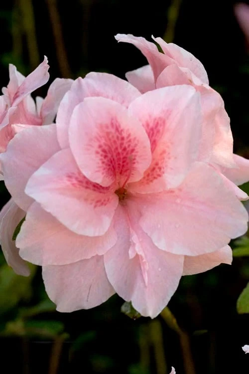 Autumn Belle Encore Azalea - 1 Gallon Pot 3 Autumn Belle Encore Azalea - 1 Gallon Pot