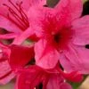 Autumn Cheer Encore Azalea - 1 Gallon Pot -Flowers World Shop Azalea Encore Autumn Cheer