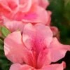 Autumn Coral Encore Azalea - 1 Gallon Pot -Flowers World Shop Azalea Encore Autumn Coral