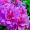 Autumn Majesty Encore Azalea - 6 Pack Of 1 Gallon Pots 1 Autumn Majesty Encore Azalea - 6 Pack Of 1 Gallon Pots -Flowers World Shop Azalea Encore Autumn Majesty 10