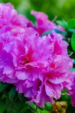 Autumn Majesty Encore Azalea - 6 Pack Of 1 Gallon Pots