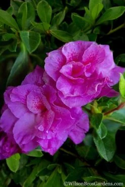 Autumn Majesty Encore Azalea - 3 Gallon Pot -Flowers World Shop Azalea Encore Autumn Majesty 5 1