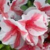 Autumn Starburst Encore Azalea - 1 Gallon Pot -Flowers World Shop Azalea Encore Autumn Starburst