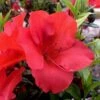 Fireside Red Bloom 'N Again Azalea - 2 Gallon Pot -Flowers World Shop Azalea Fireside Red 20 rev