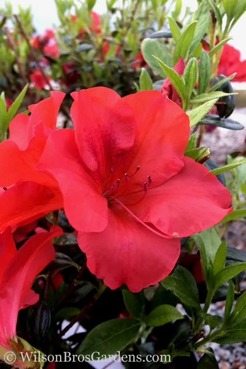 Fireside Red Bloom 'N Again Azalea - 2 Gallon Pot 3 Fireside Red Bloom 'N Again Azalea - 2 Gallon Pot
