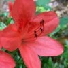 Flame Creeper Dwarf Spreading Azalea - 3 Gallon Pot -Flowers World Shop Azalea Flame Creeper 10
