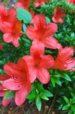 Flame Creeper Dwarf Spreading Azalea - 3 Gallon Pot 9 Flame Creeper Dwarf Spreading Azalea - 3 Gallon Pot -Flowers World Shop Azalea Flame Creeper 11