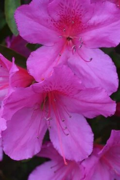 Formosa Southern Indica Azalea - 1 Gallon Pot -Flowers World Shop Azalea Formosa 500x750 1