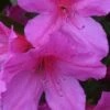 Formosa Southern Indica Azalea - 3 Gallon Pot -Flowers World Shop Azalea Formosa 500x750 3