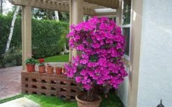 Formosa Southern Indica Azalea - 7 Gallon Pot -Flowers World Shop Azalea Formosa Container 1