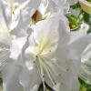 Mrs. G.G. Gerbing White Southern Indica Azalea - 1 Gallon Pot -Flowers World Shop Azalea G G Gerbing 500x750 1