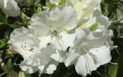 Girard's Pleasant White Azalea - 1 Gallon Pot -Flowers World Shop Azalea Girards Pleasant White