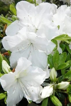Girard's Pleasant White Azalea - 1 Gallon Pot -Flowers World Shop Azalea Girards Pleasant White 500x750 1