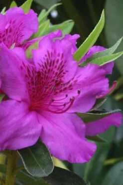 Herbert Azalea - 6 Pack Of 1 Gallon Pots